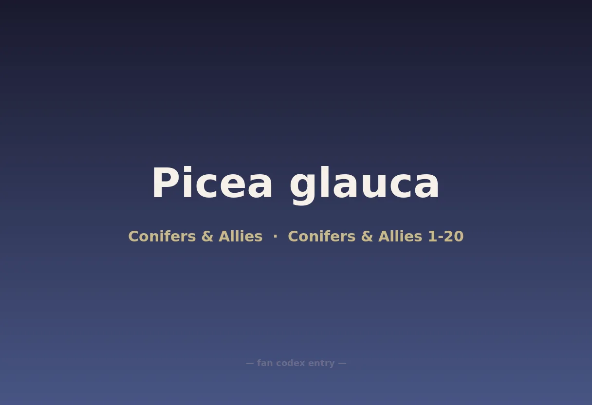 Picea glauca