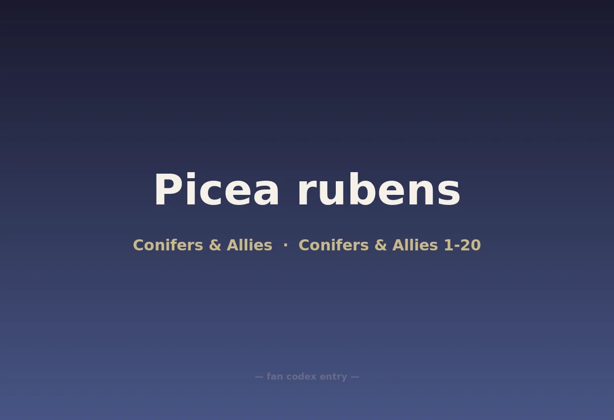 Picea rubens