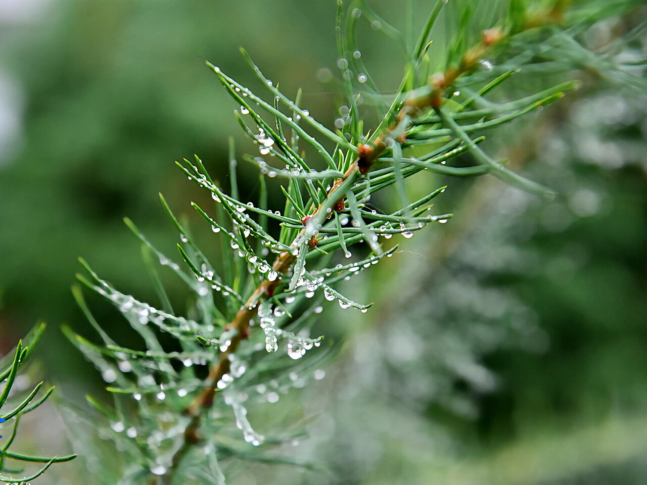 Pinaceae