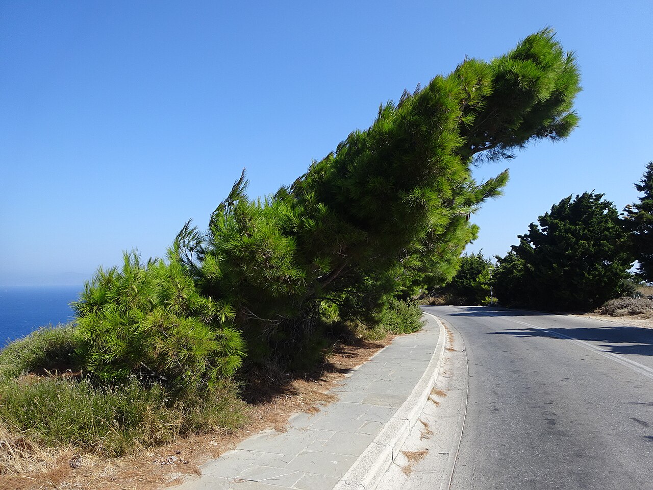 Pinaceae