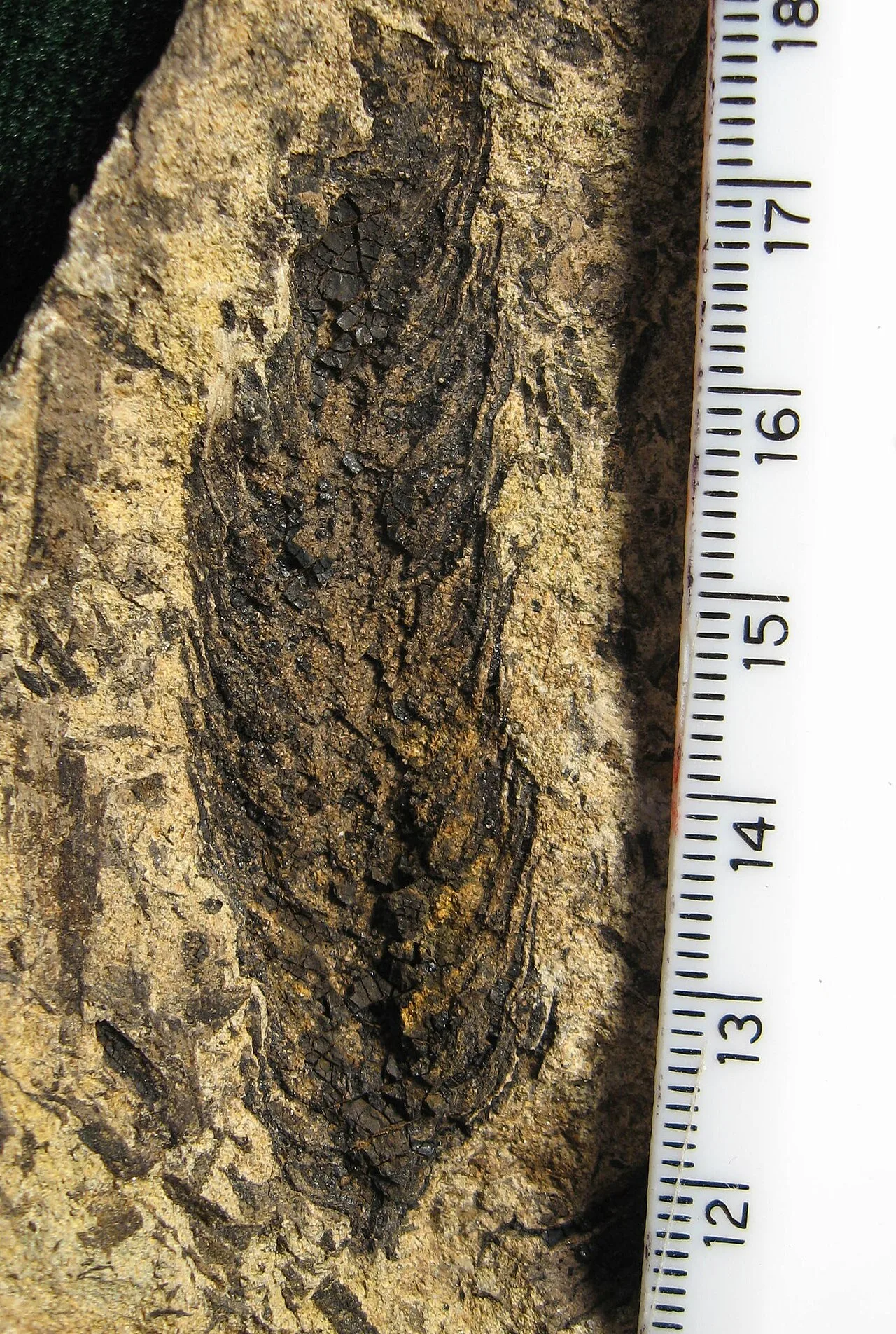 Pinaceae