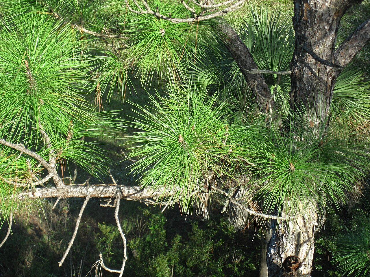 Pinus elliottii