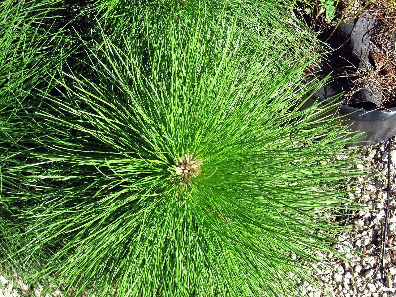 Pinus elliottii