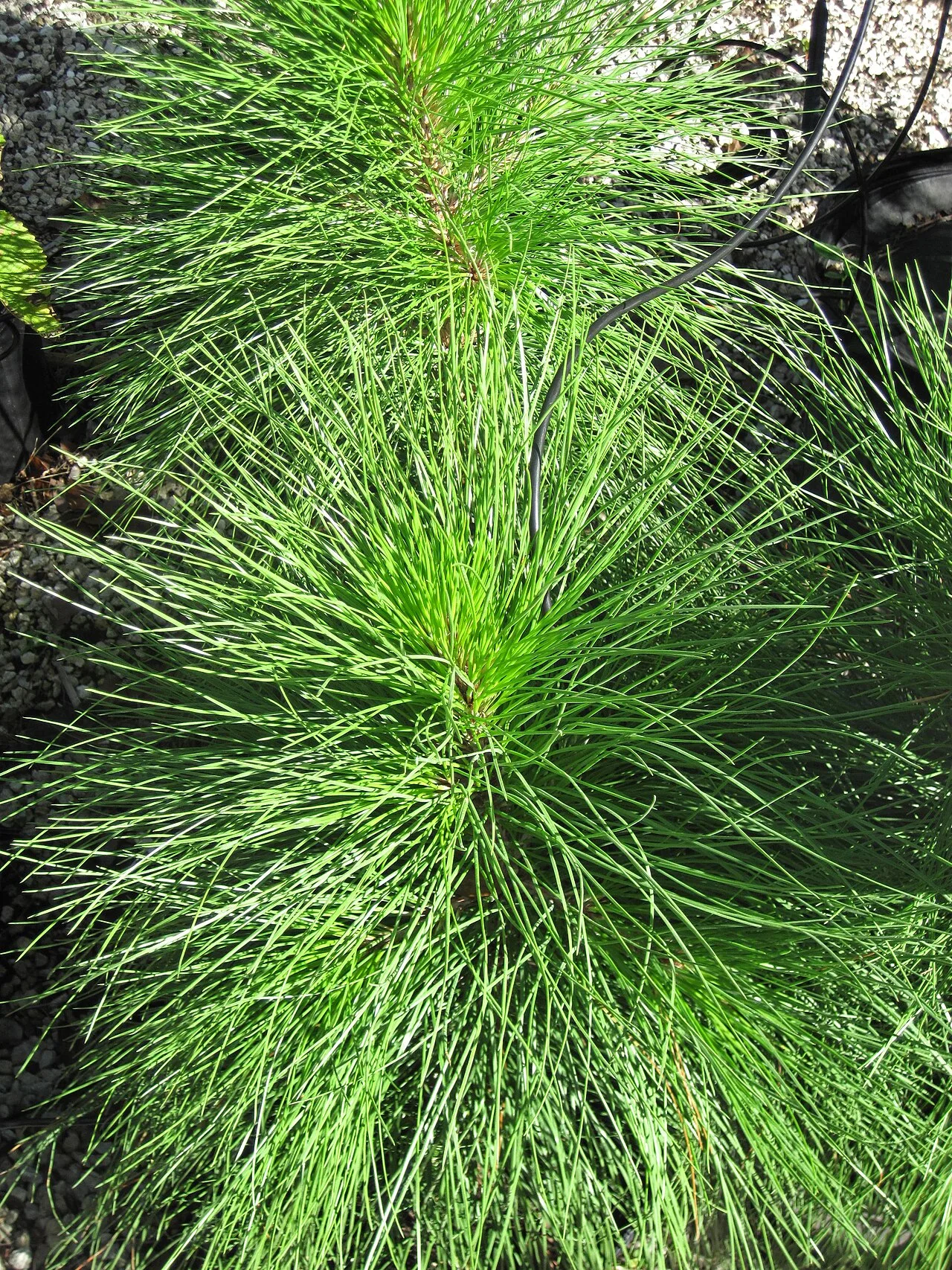 Pinus elliottii