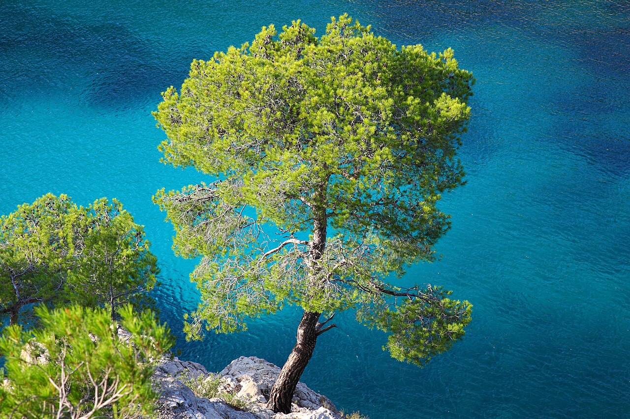 Pinus halepensis