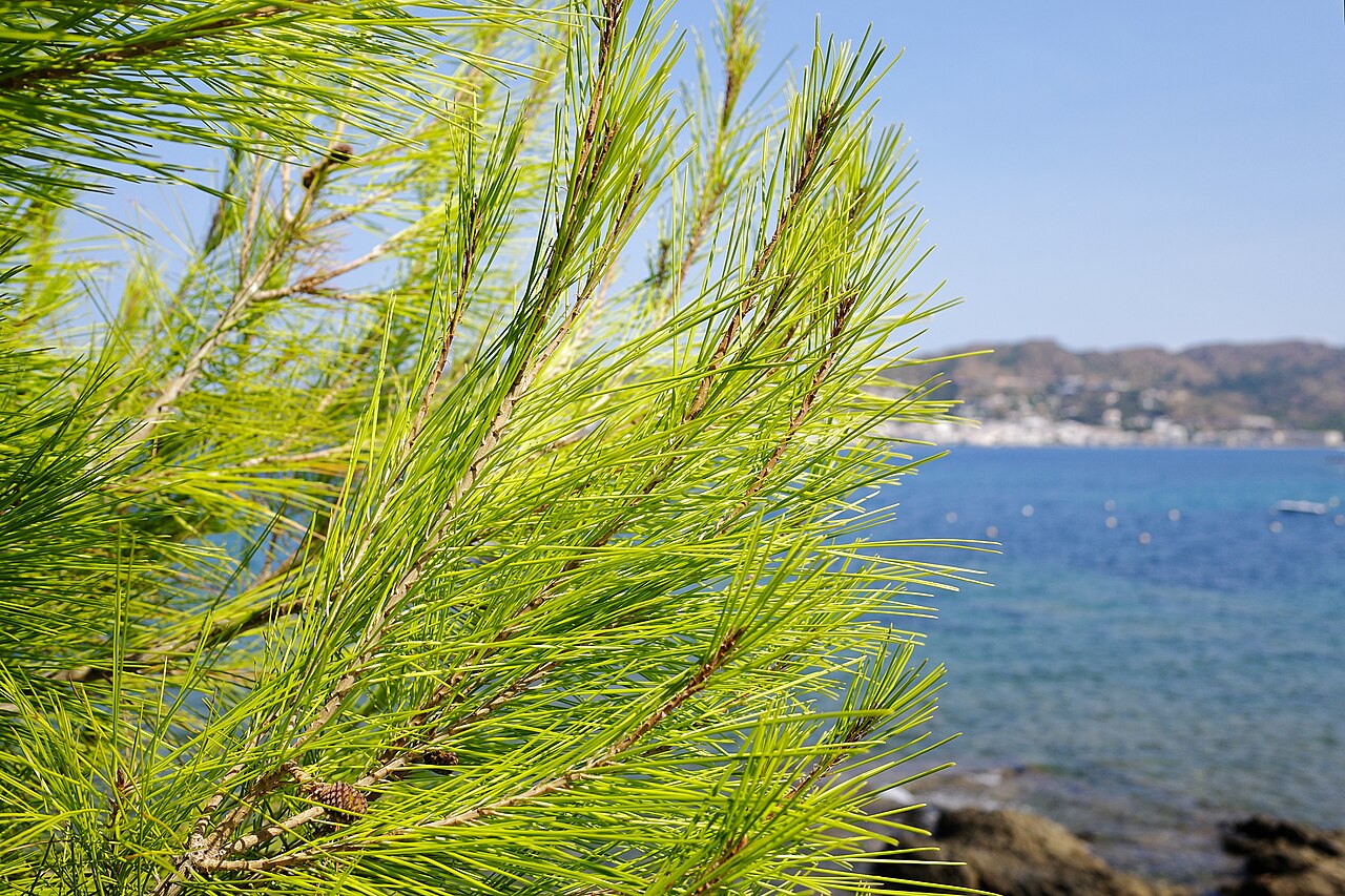 Pinus halepensis