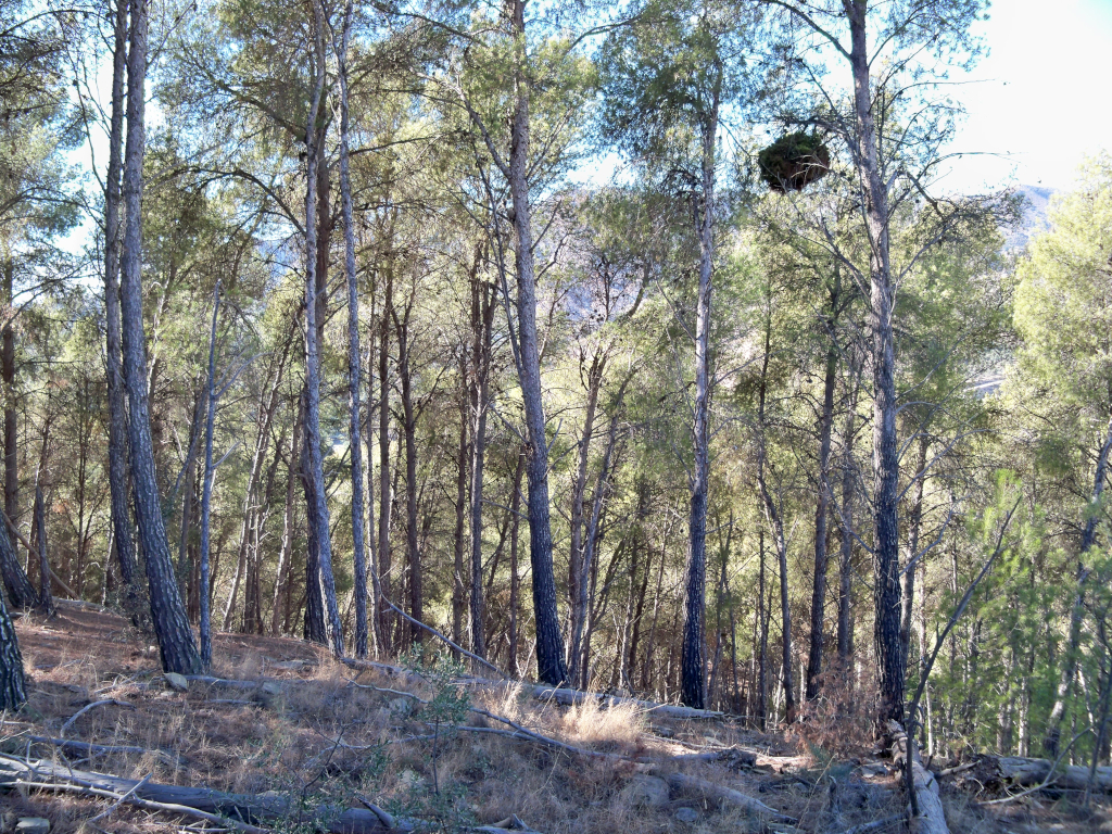 Pinus halepensis