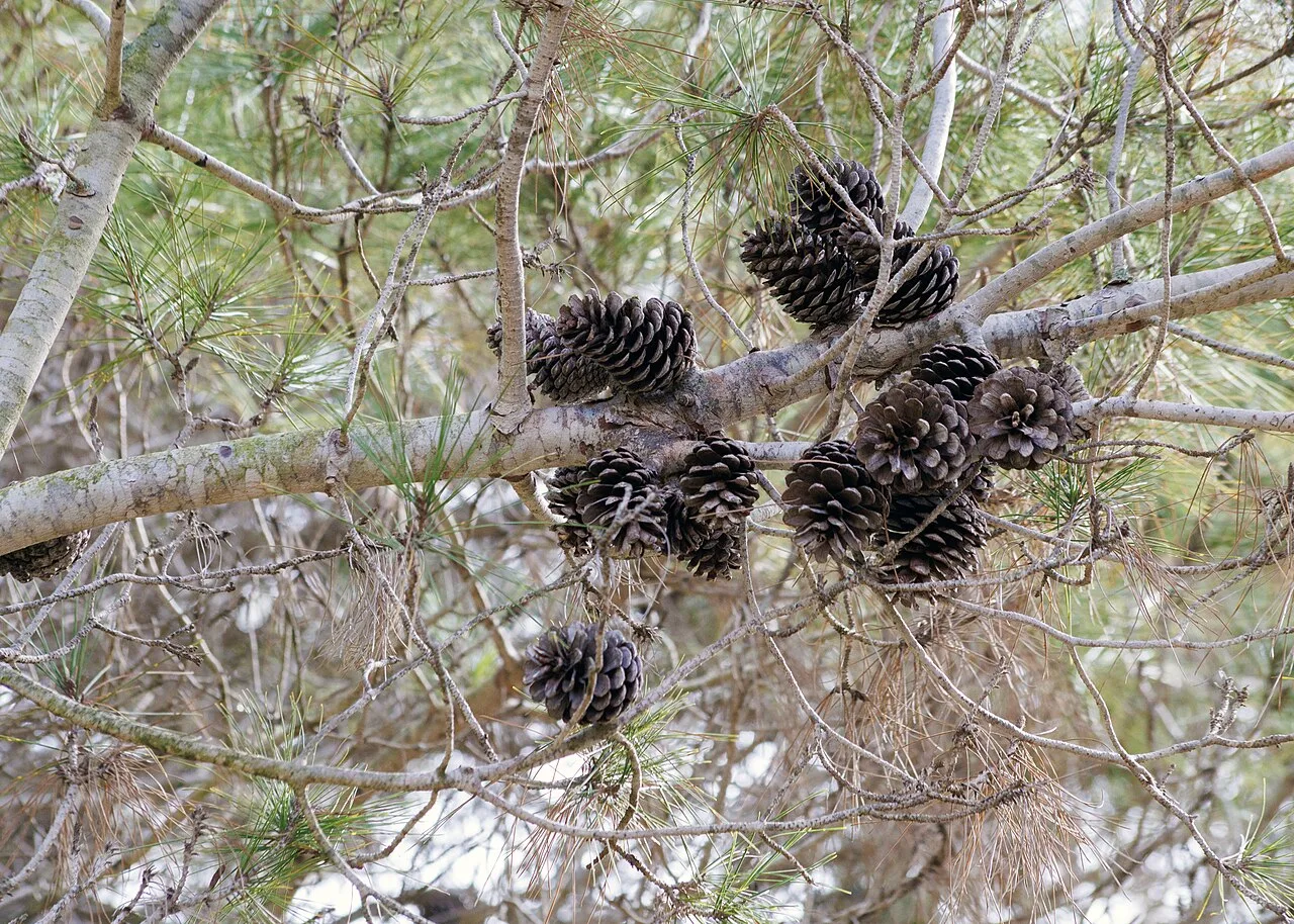 Pinus halepensis