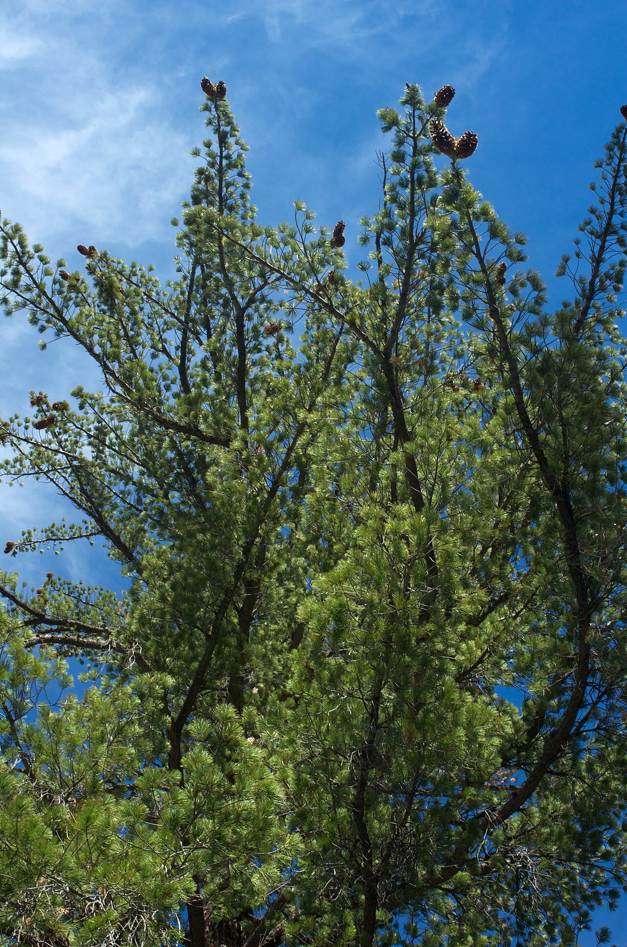 Pinus lambertiana