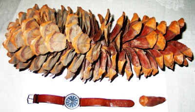 Pinus lambertiana