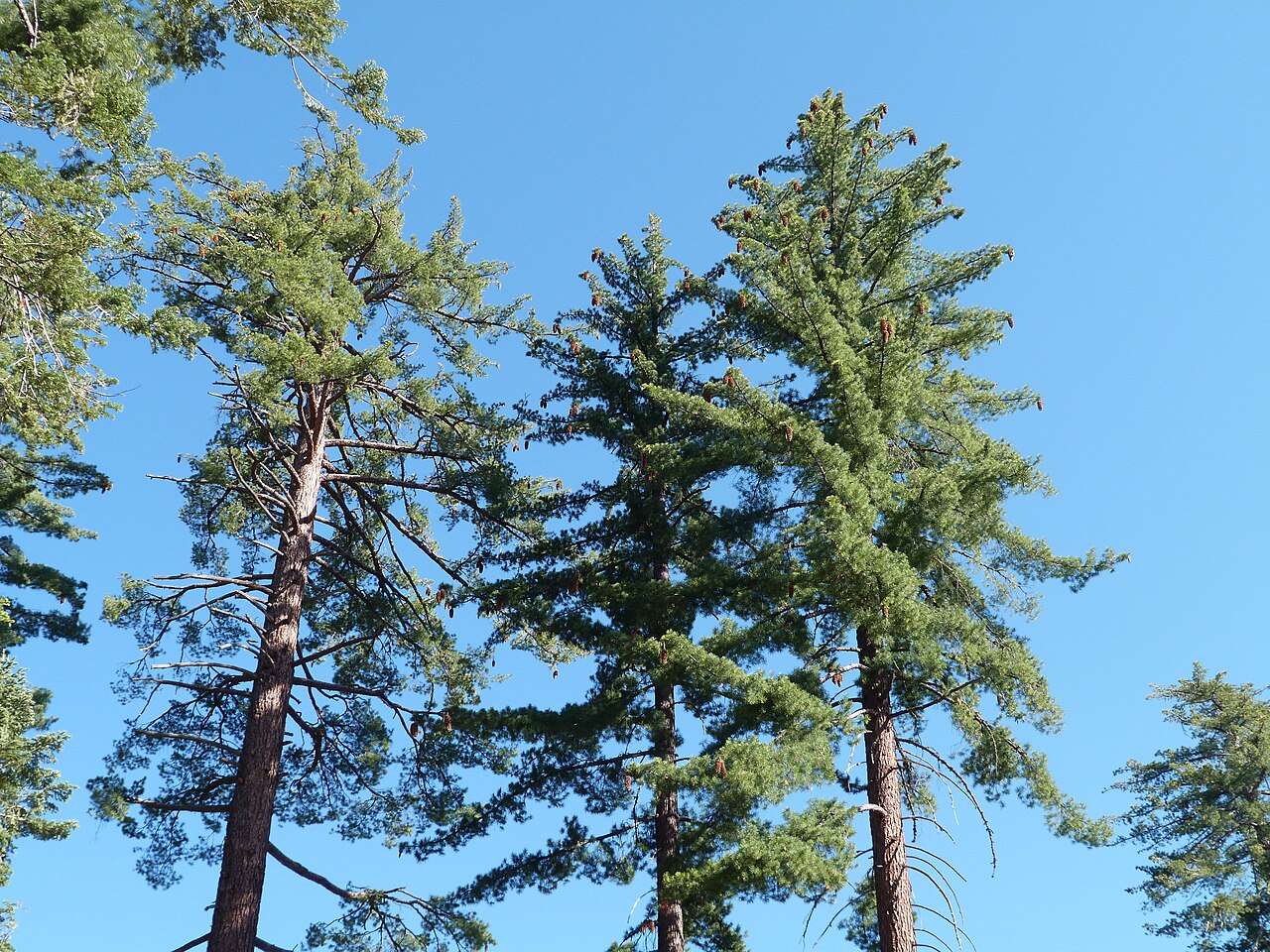 Pinus lambertiana