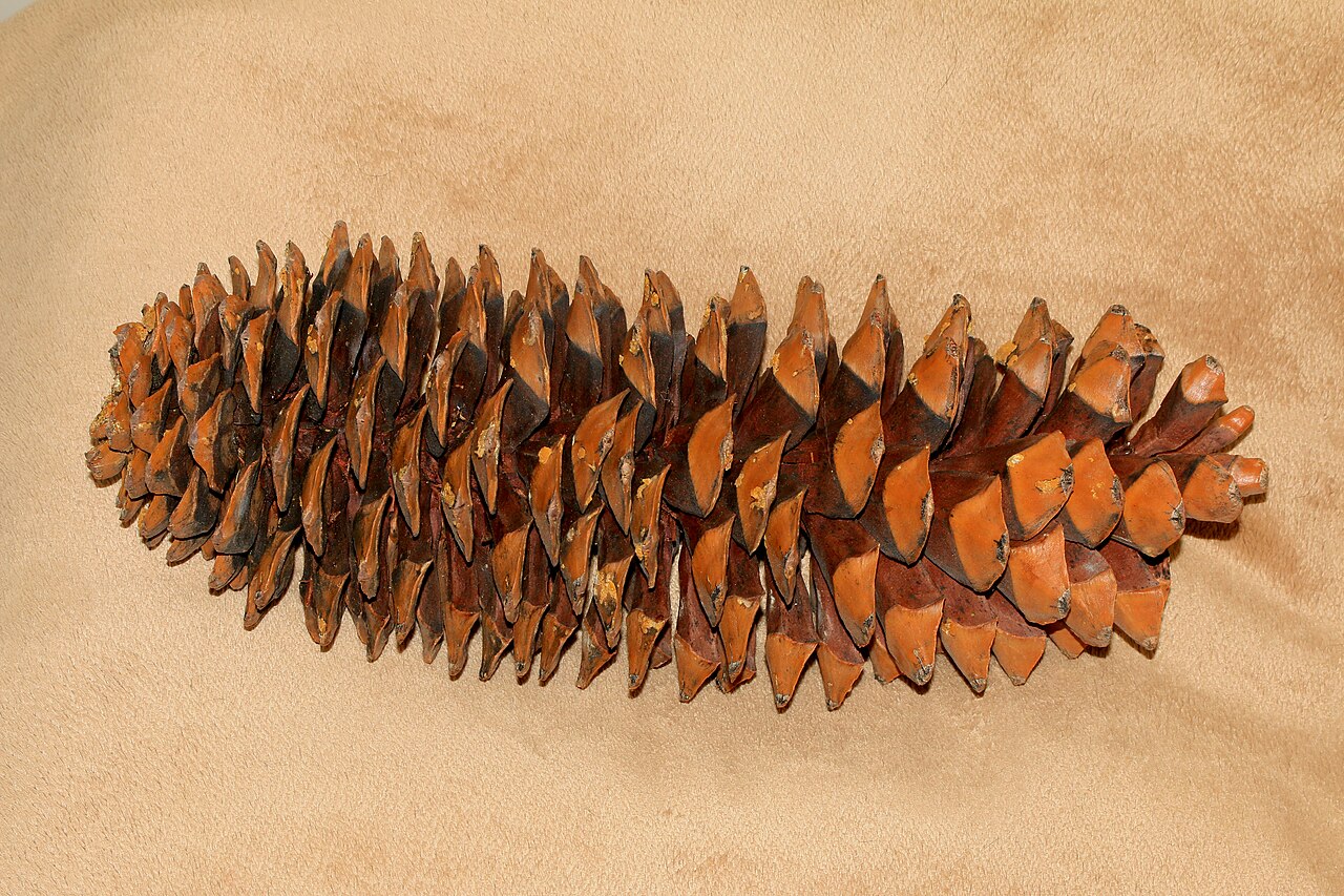 Pinus lambertiana
