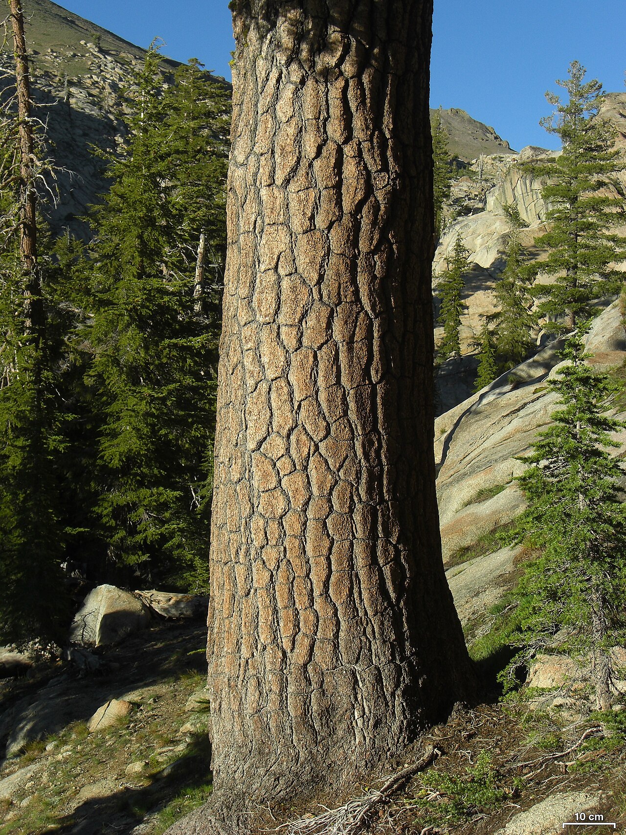 Pinus lambertiana