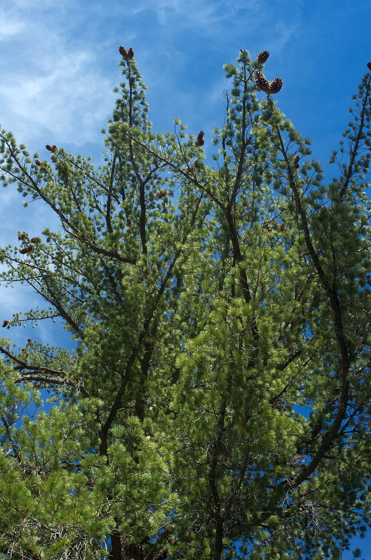 Pinus lambertiana