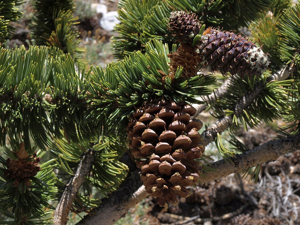 Pinus longaeva