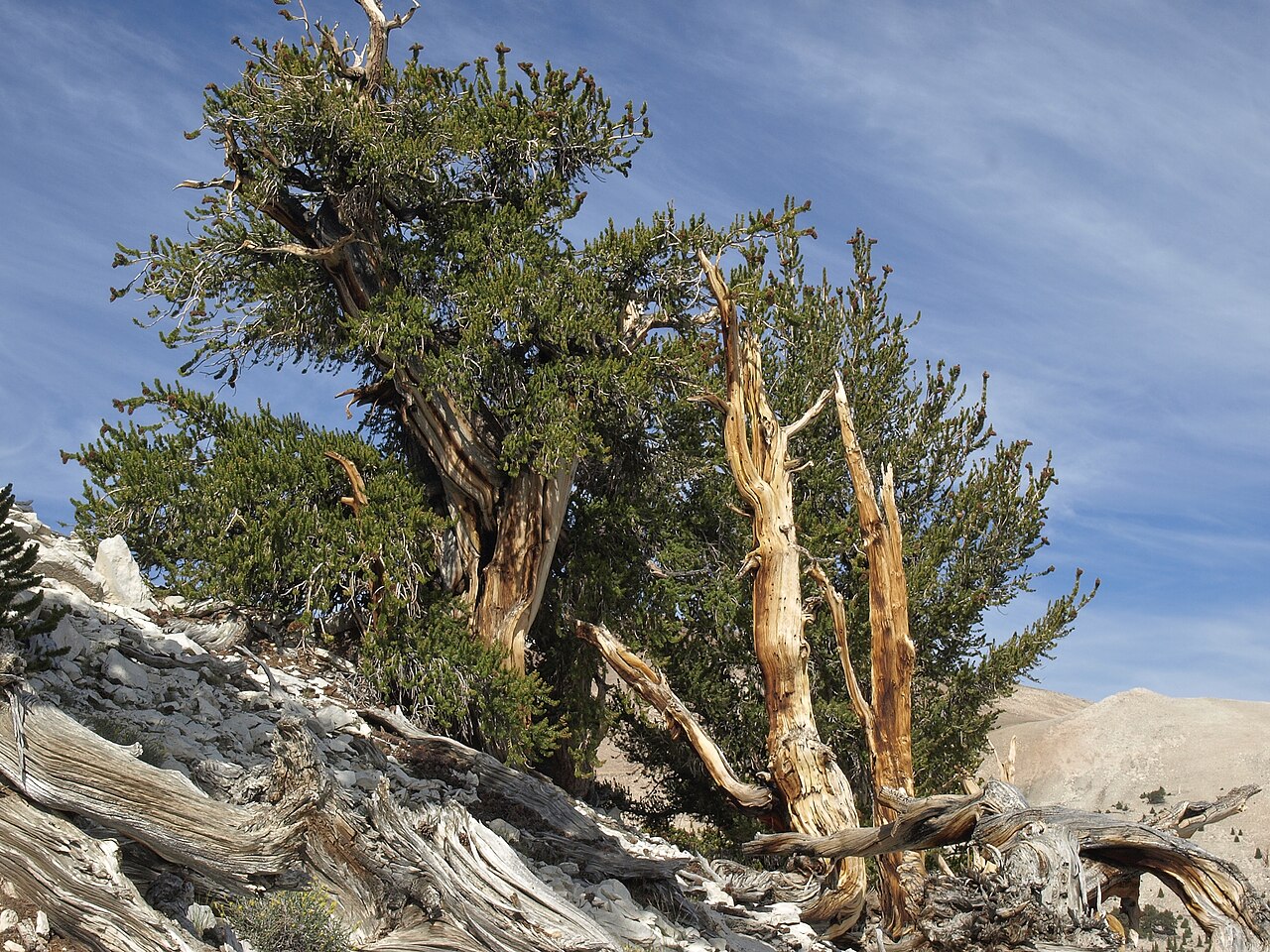 Pinus longaeva