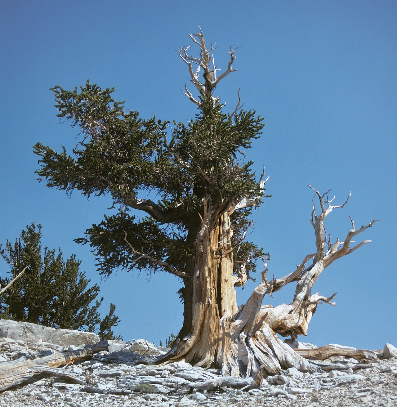 Pinus longaeva