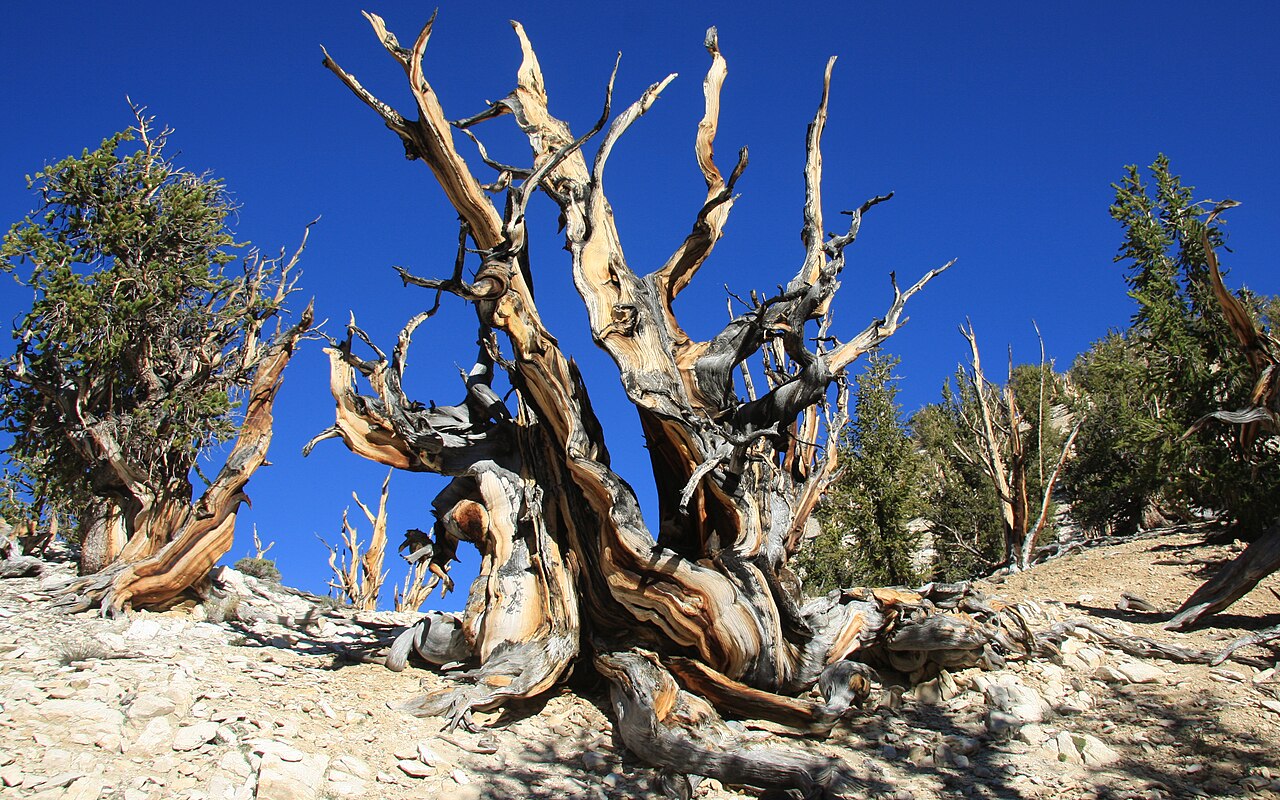 Pinus longaeva