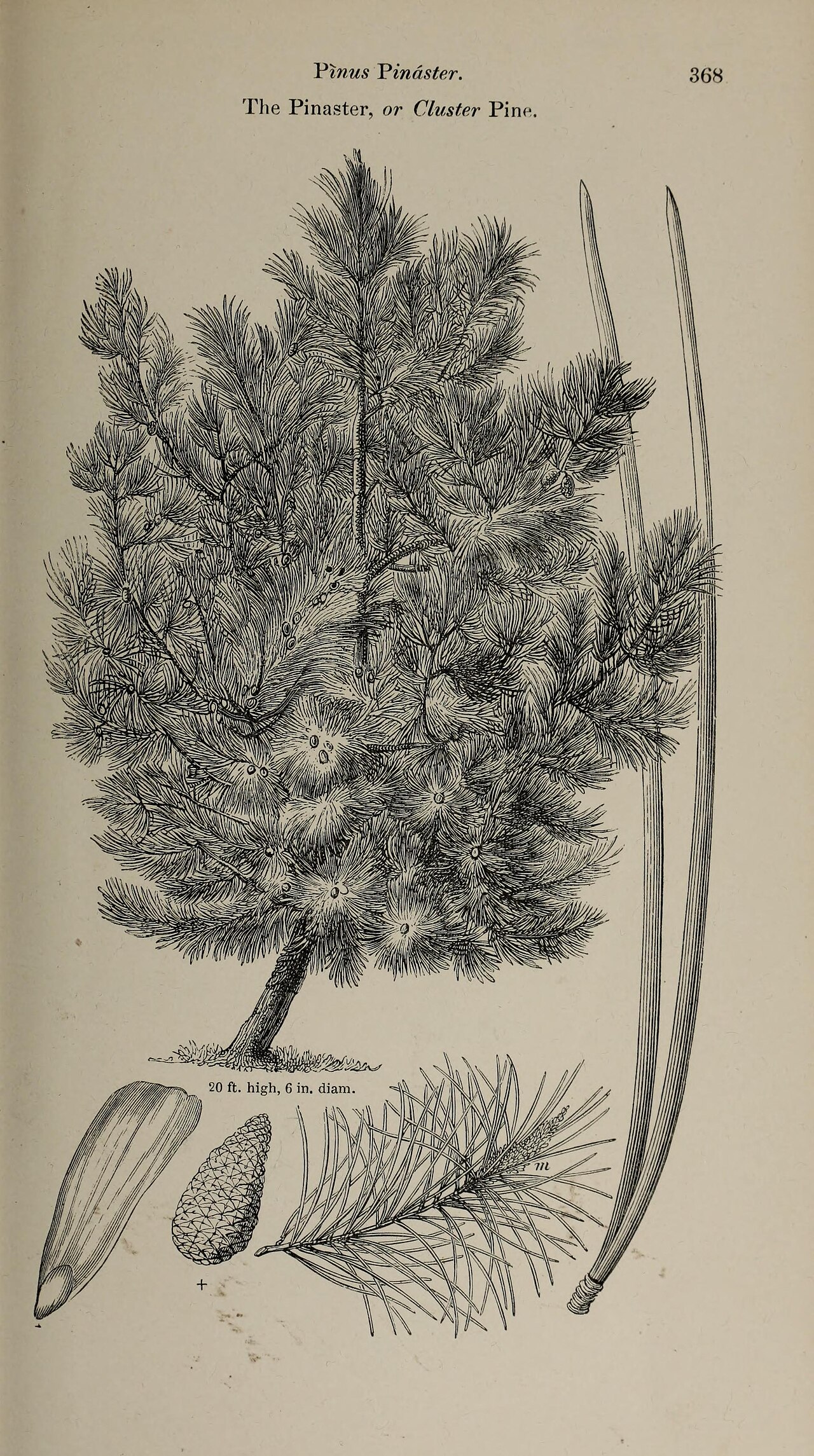 Pinus pinaster