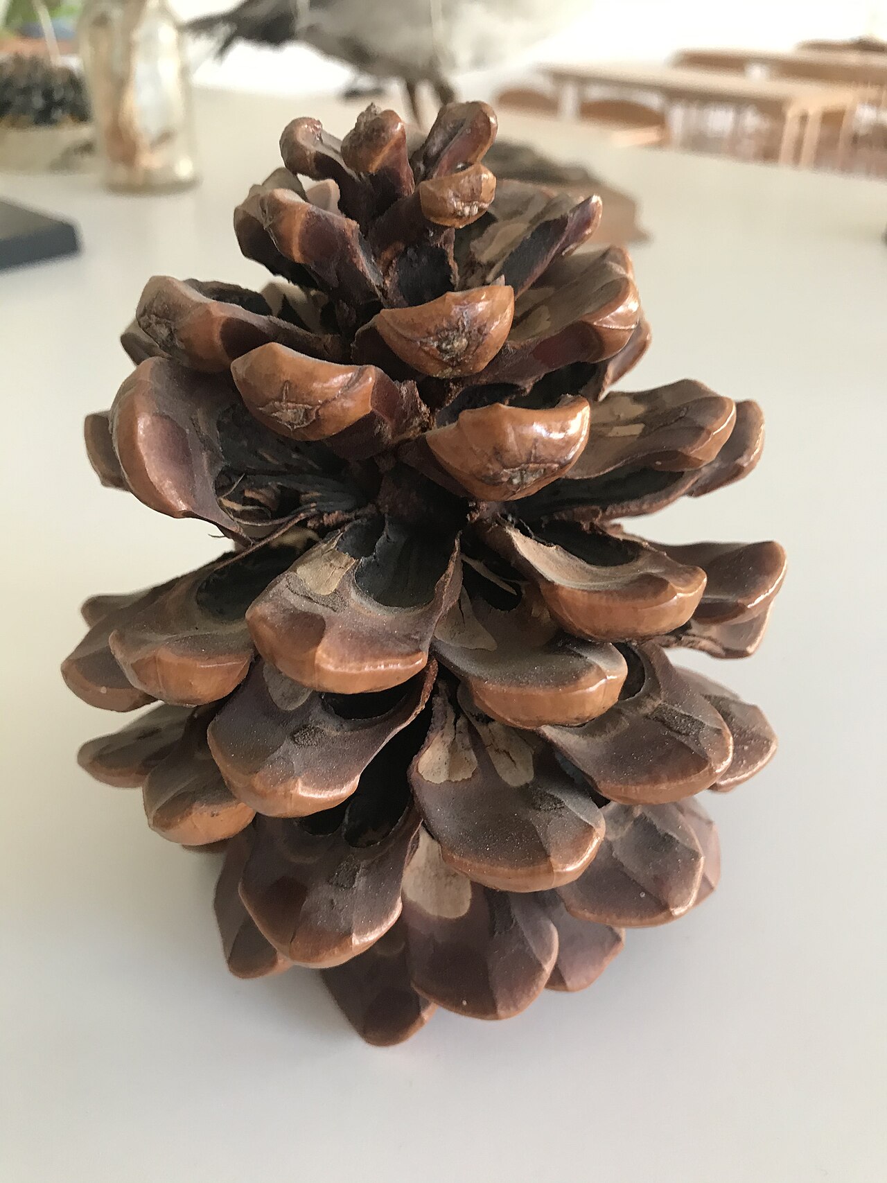 Pinus pinea