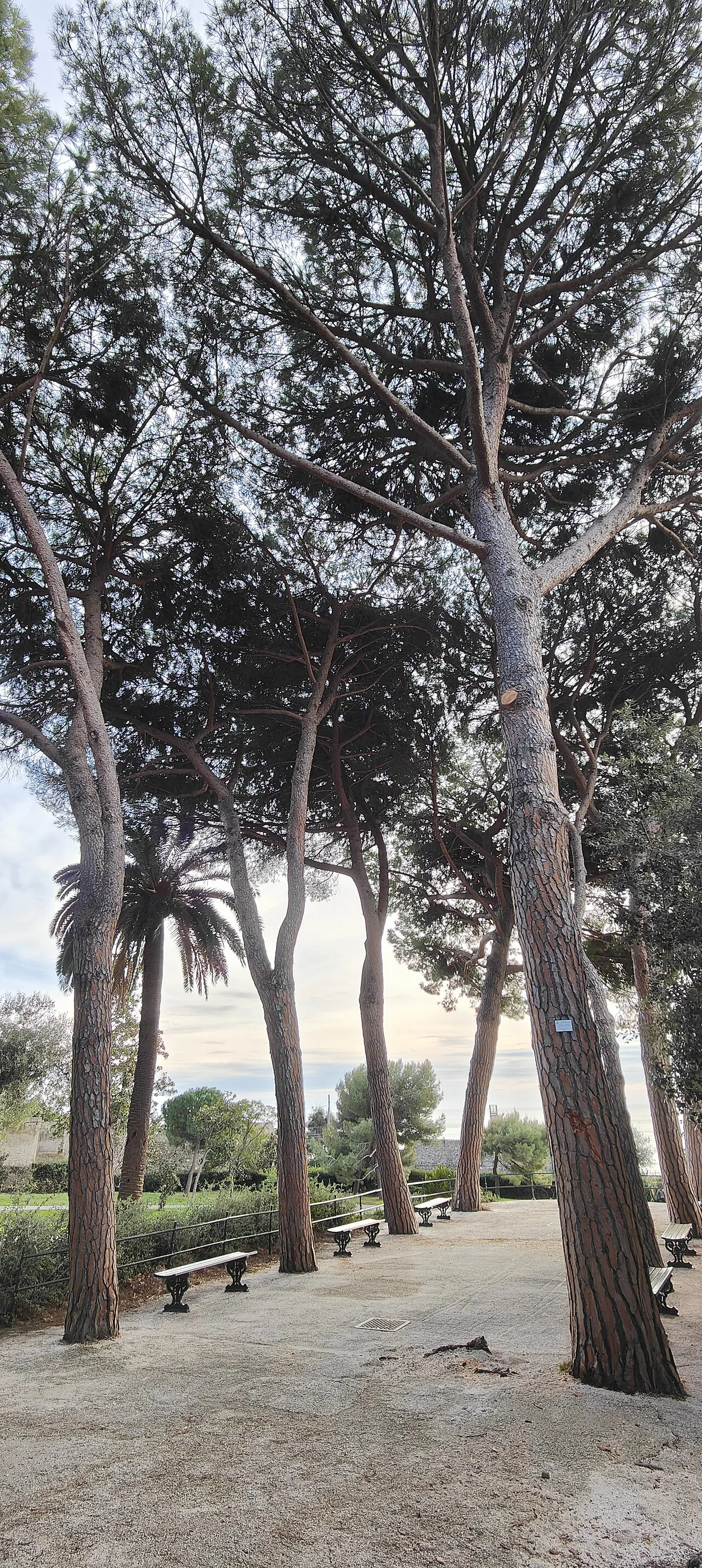 Pinus pinea