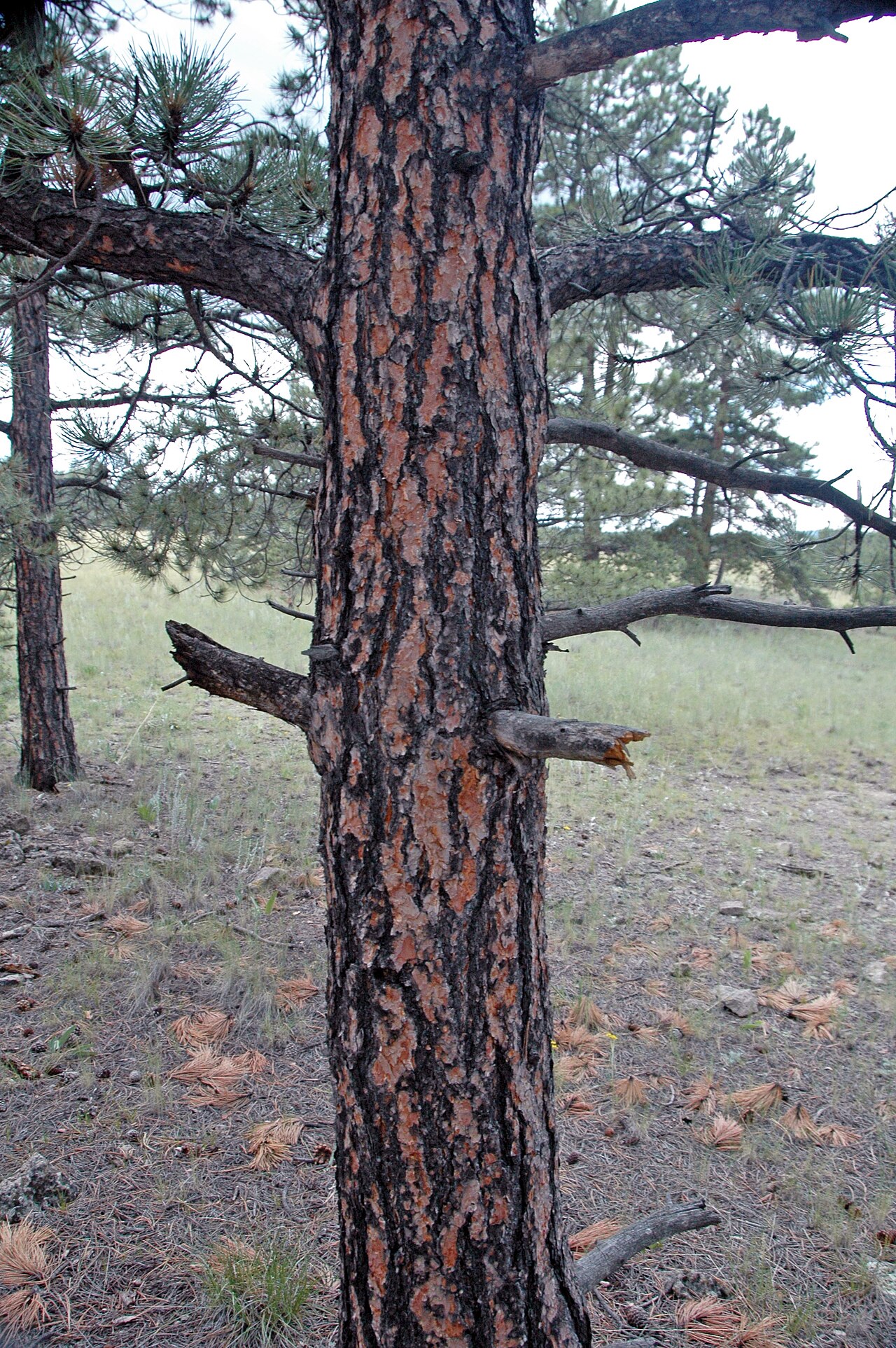 Pinus ponderosa