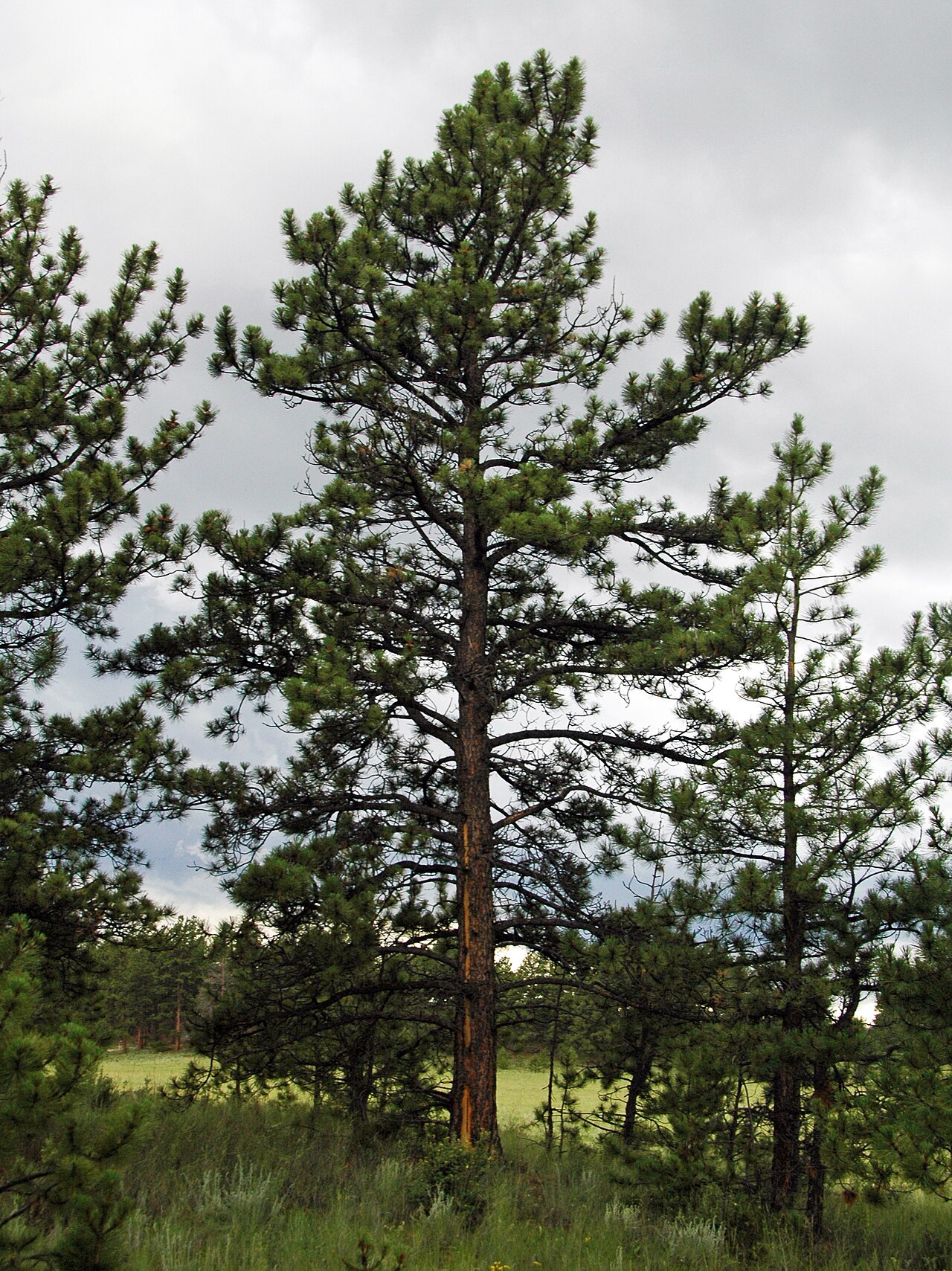 Pinus ponderosa
