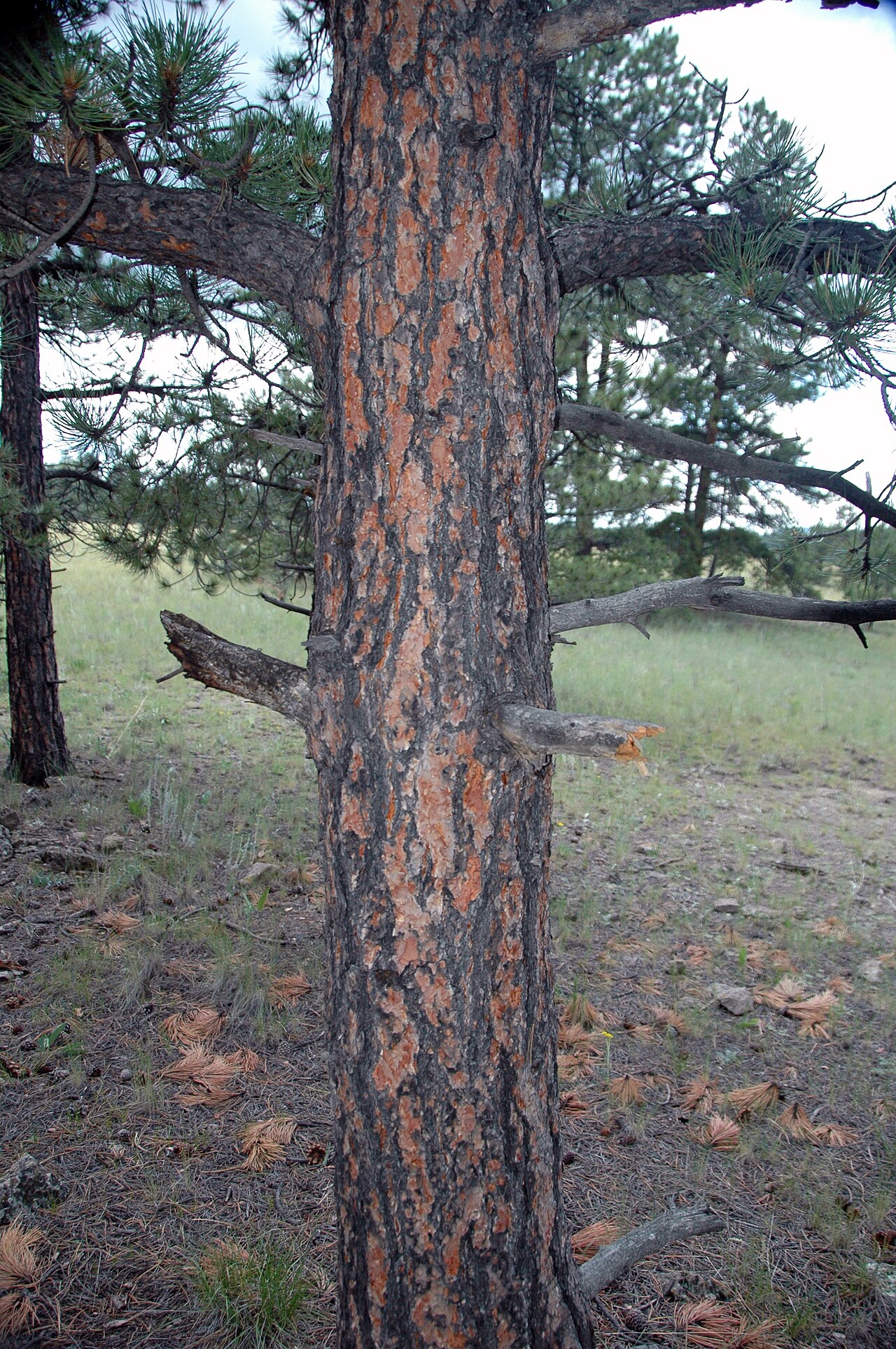 Pinus ponderosa