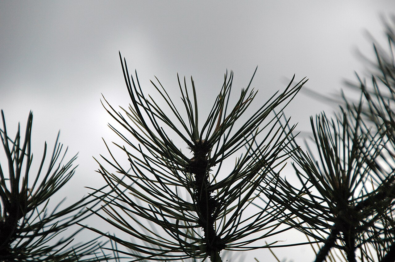Pinus ponderosa