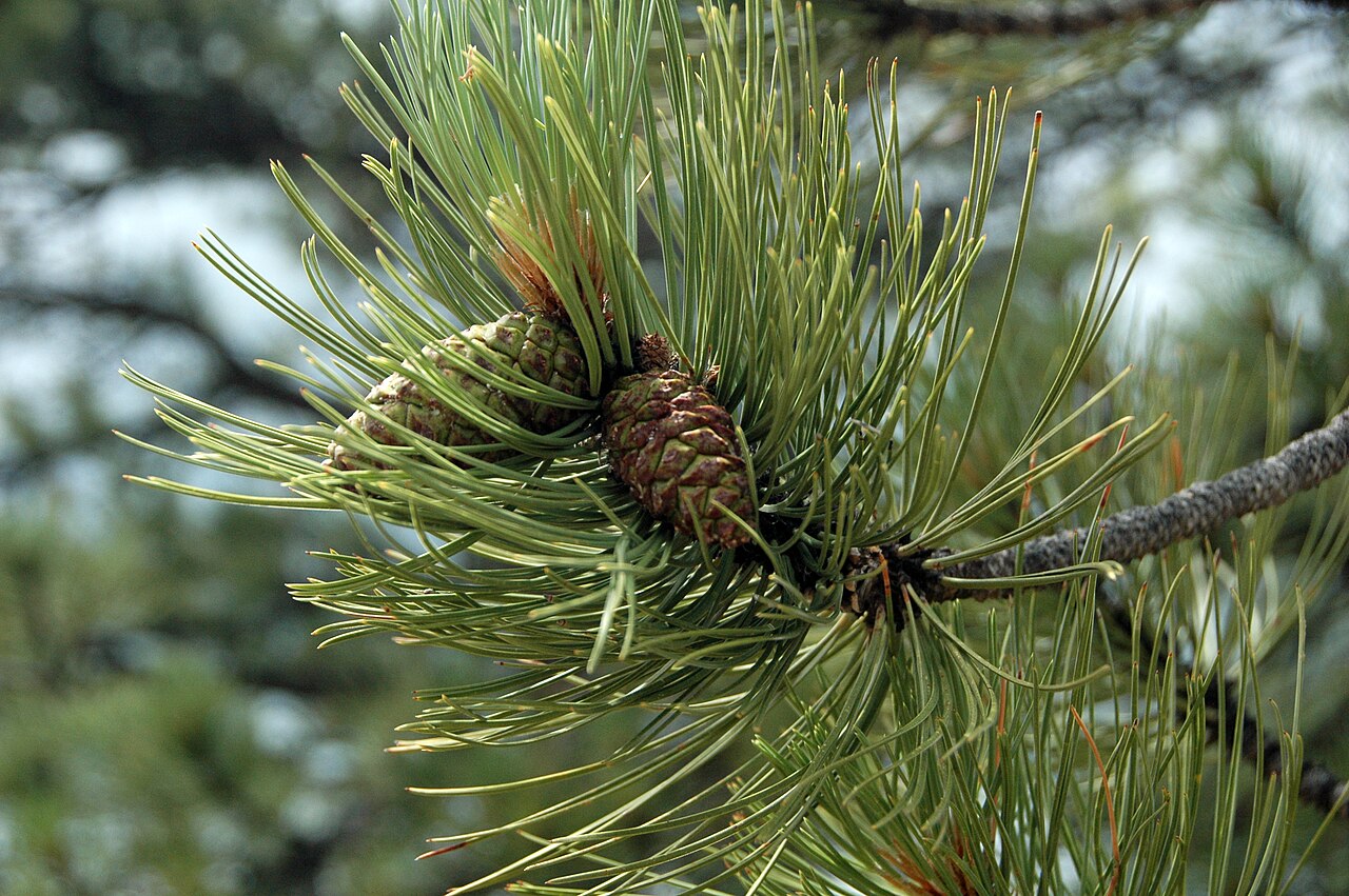 Pinus ponderosa