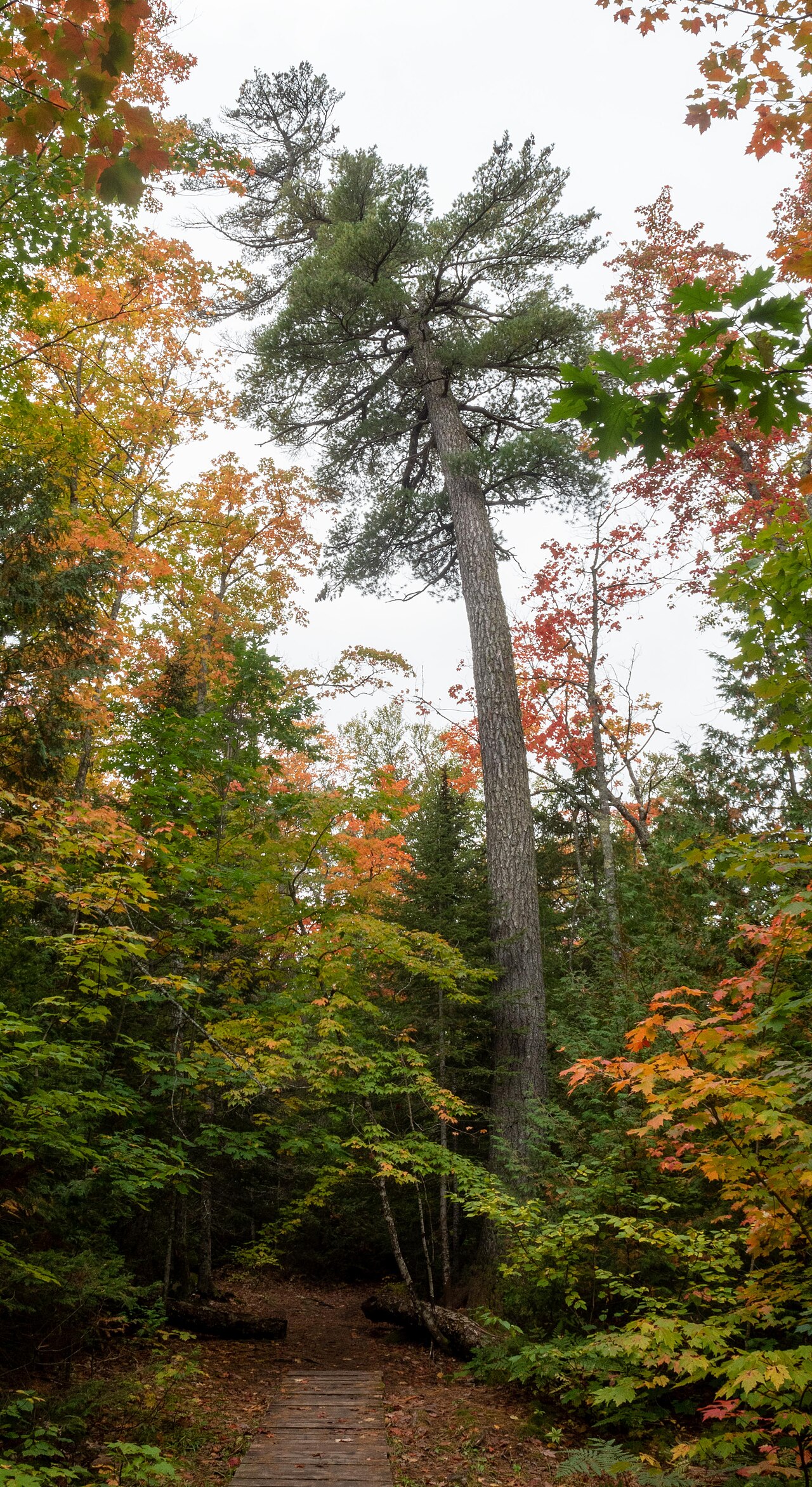 Pinus strobus