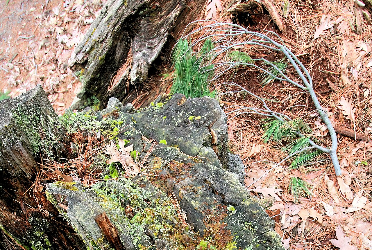 Pinus strobus