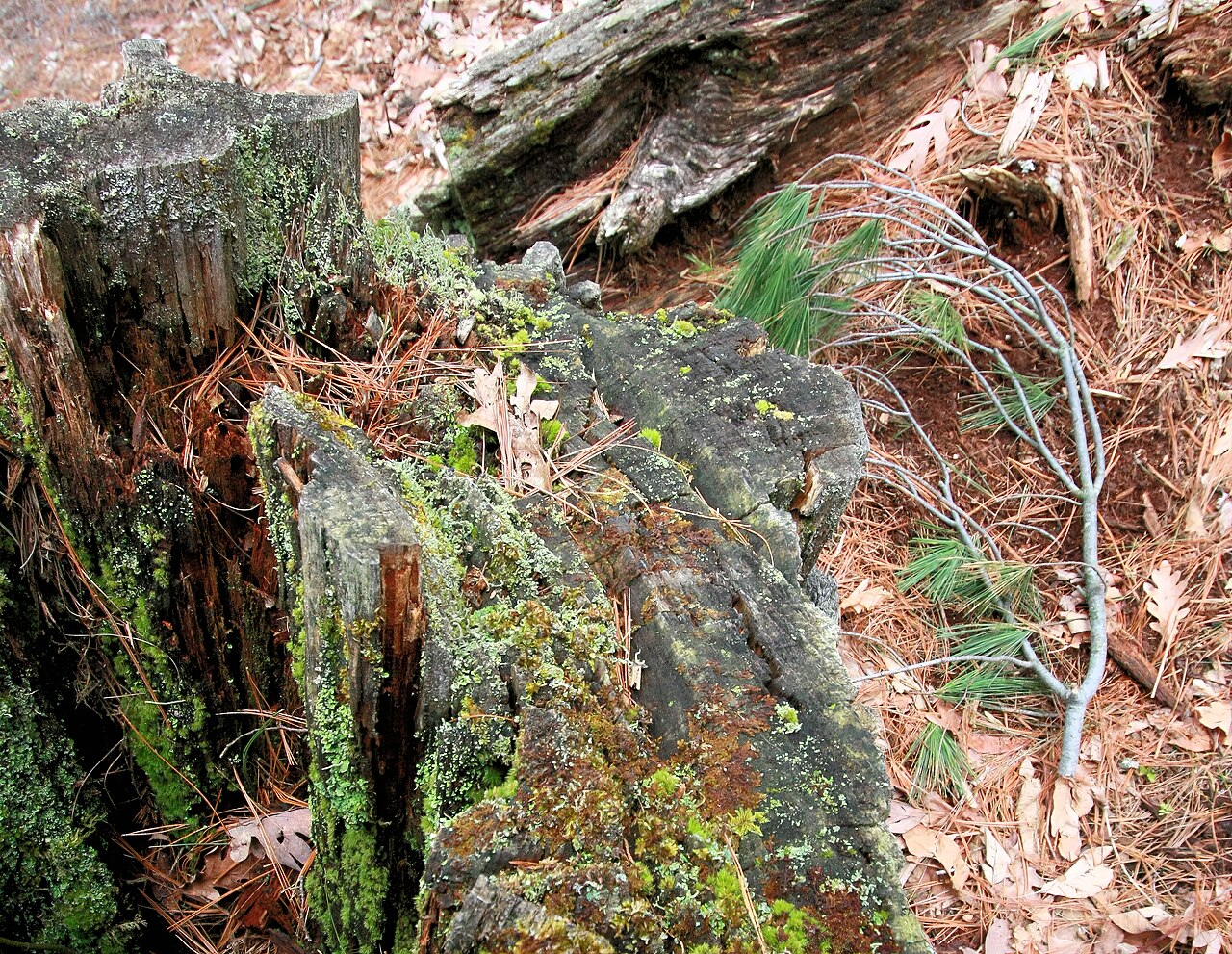 Pinus strobus