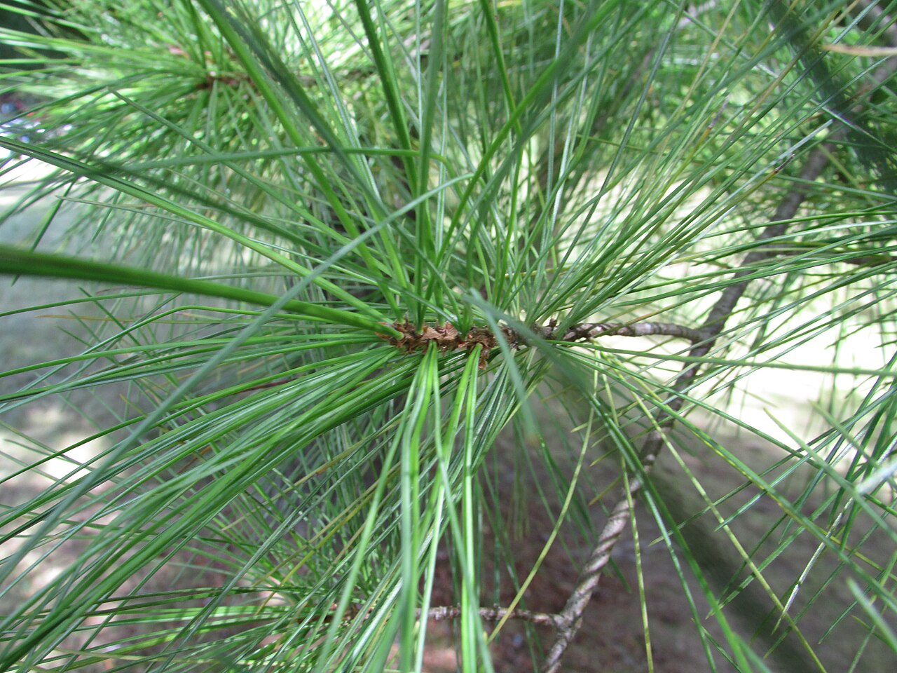 Pinus strobus