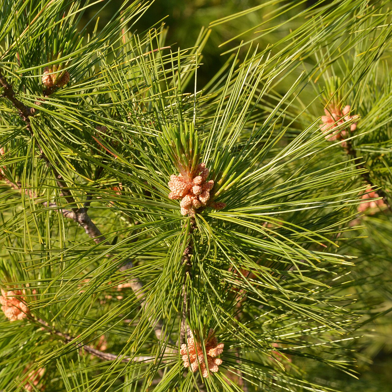 Pinus strobus