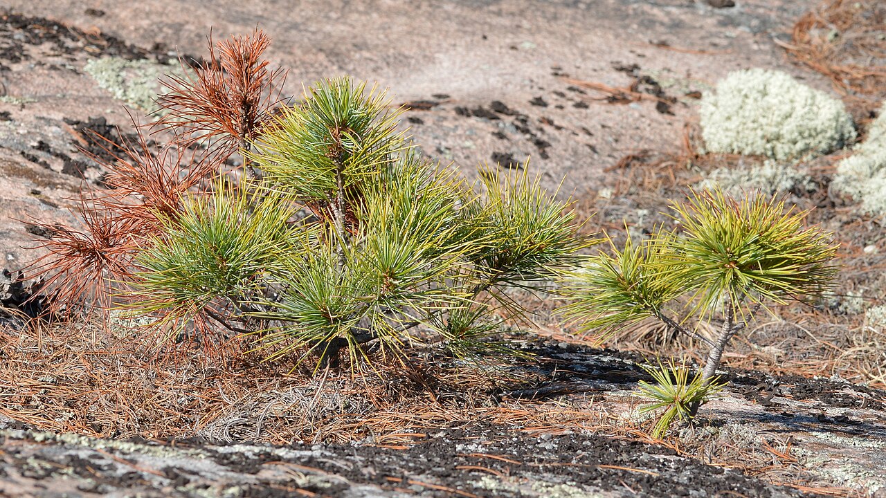 Pinus strobus