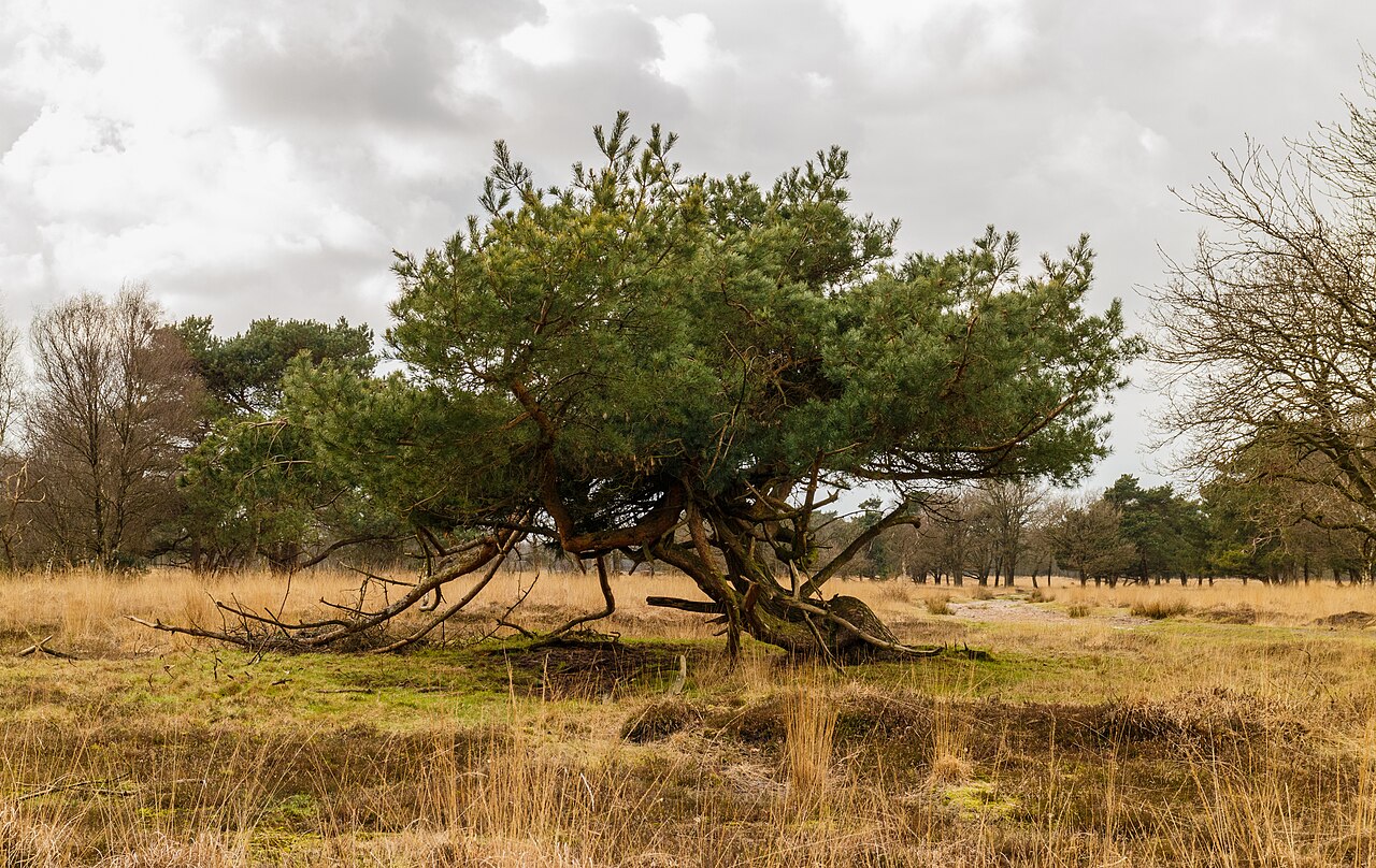 Pinus sylvestris