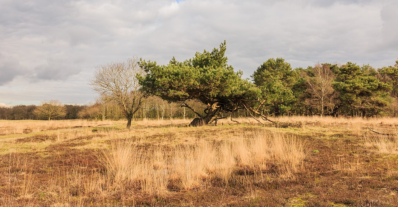 Pinus sylvestris