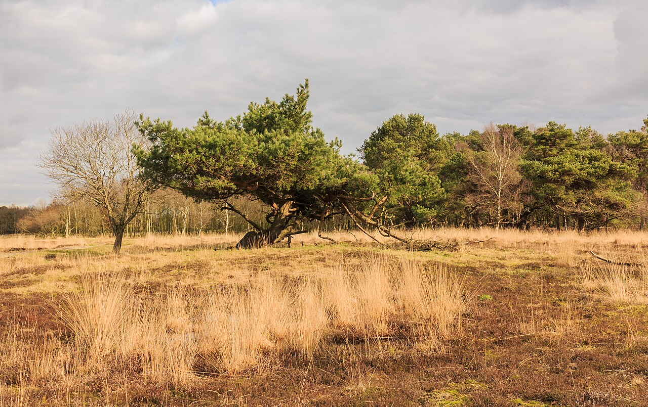 Pinus sylvestris