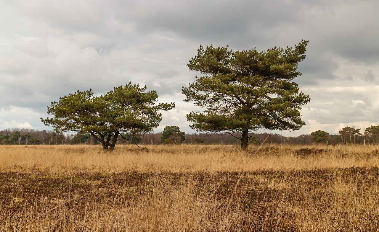 Pinus sylvestris