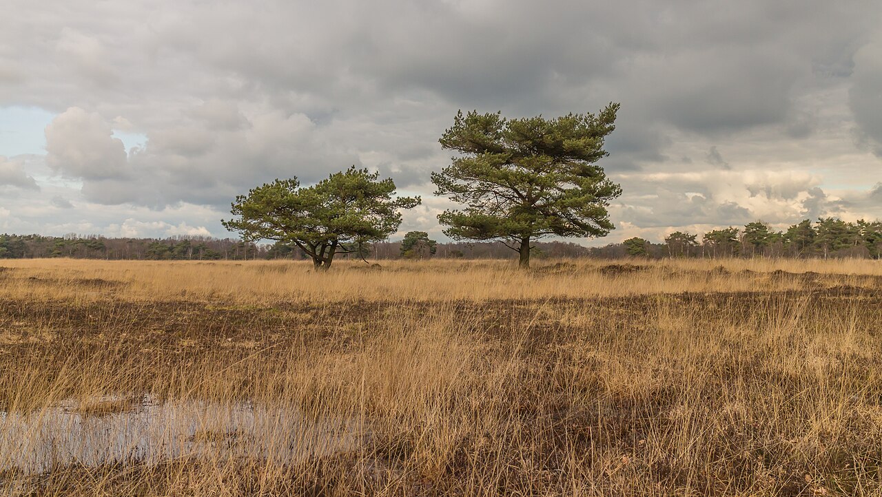 Pinus sylvestris